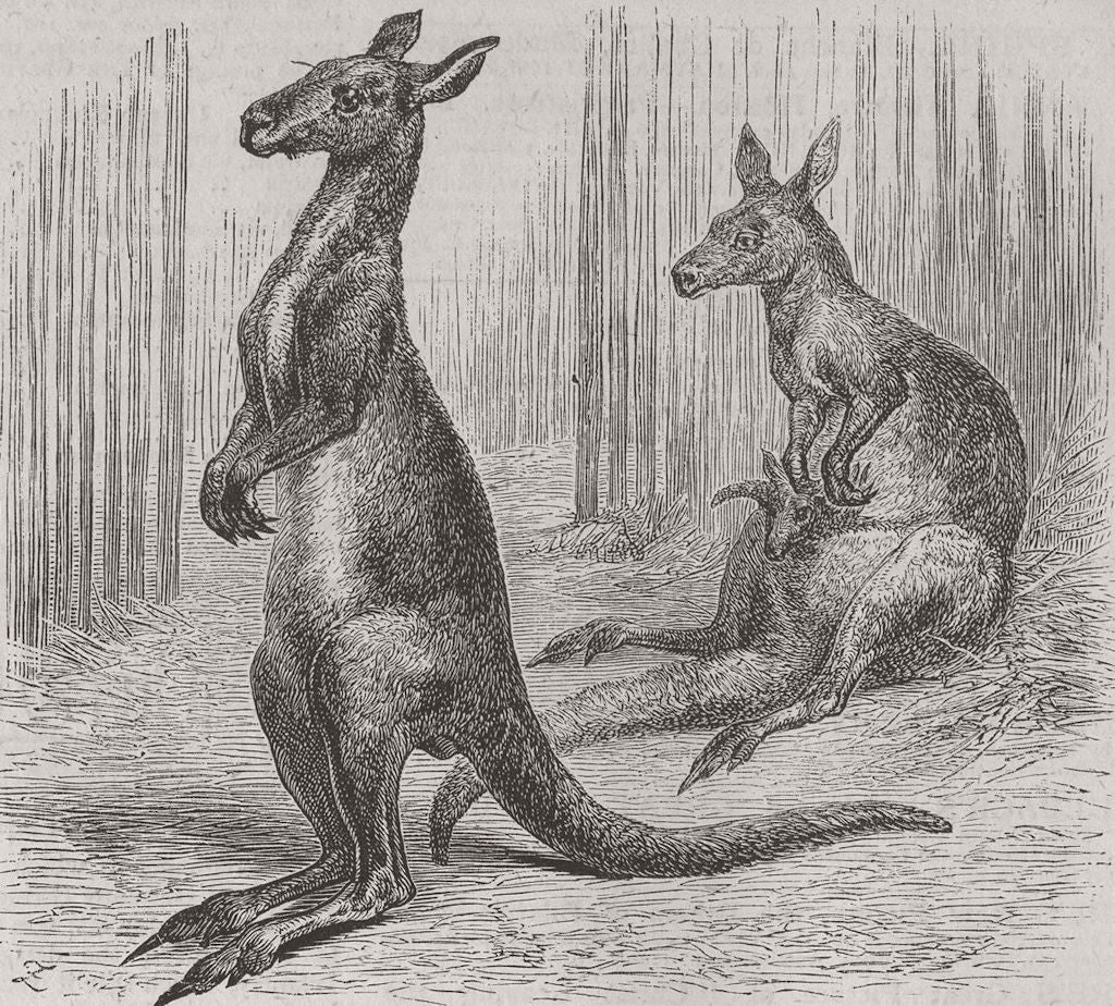 AUSTRALIA. Australian Squatters 1874 old antique vintage print picture